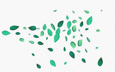 Olive Leaf Flying Vector Transparent Background