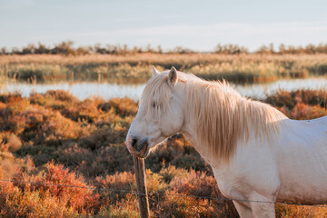Cheval blanc de Camargue dans le sud de la France. Chevaux élevés en liberté au milieu des...
