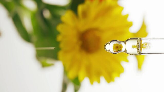 Dropping cosmetic oil against calendula flowers background. Natural cosmetics. Research and development concept. 4K UHD