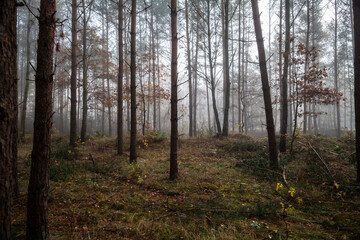 Obraz premium Moody coniferous forest