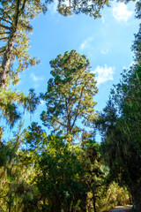 Die Landschaft bei La Caldera auf der Kanareninsel Teneriffa in der Gemeinde La Orotava. Nebel und Dunst zieht auf. 
