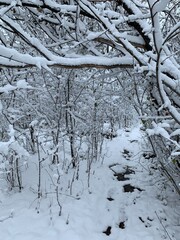 Forest in early winter