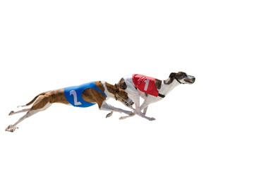 2 greyhound dogs racing on a white background. One wear a red number one jacket and the second wear...