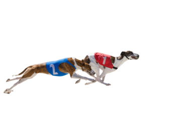 2 greyhound dogs racing on a white background. One wear a red number one jacket and the second wear blue number 2 jacket. Concept of being number one. American 2024 elections. Republican party win.