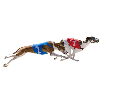 2 greyhound dogs racing on a white background. One wear a red number one jacket and the second wear blue number 2 jacket. Concept of being number one. American 2024 elections. Republican party win.