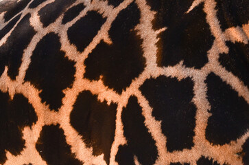 texture and pattern of the fur of a giraffe, close up