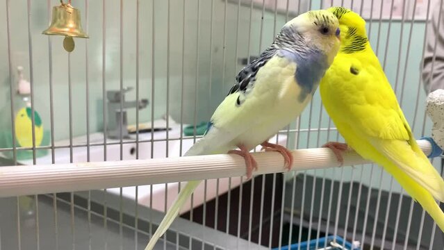 Blue and yellow parrots on examination at the veterinarian. Budgerigar. Soft focus. Veterinary. Treatment and observation of birds and domestic animals. Full HD
