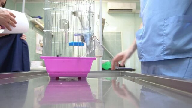 A veterinarian in a blue uniform receives a parrot and communicates with the owner. Budgerigar. Soft focus. Veterinary. Treatment and observation of birds and domestic animals. Full HD