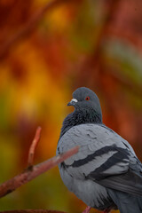 pigeon 