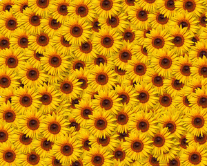 Screen filled with lots of yellow sunflowers all cluttered together collage 