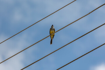 The Tropical Kingbird also known as Suiriri eating insect perched on power wire. Species Tyrannus melancholicus. Animal world. Birdwatching. Yellow bird.