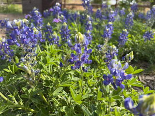 Naklejka premium Hardberger Park 