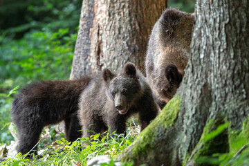 Brown bear is feeding in the forest. Bears in Slovenia nature. European wildlife. 