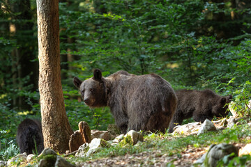 Brown bear is feeding in the forest. Bears in Slovenia nature. European wildlife. 