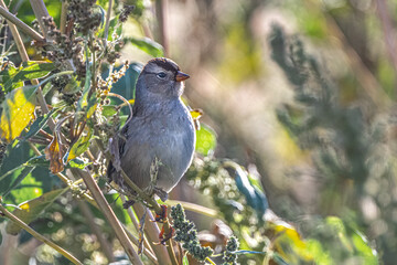 White-crowned Sparrow (Zonotrichia leucophrys) in Fall