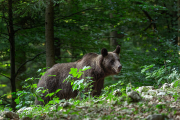 Brown bear is feeding in the forest. Bears in Slovenia nature. European wildlife. 