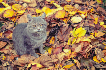 Naklejka na ściany i meble Gray cat sits on fallen leaves