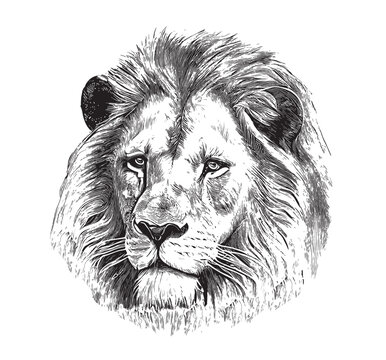 Lion portrait sketch hand drawn engraving style Vector illustration.