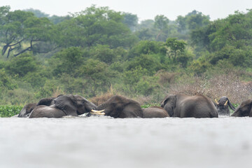 African Elephants in the Murchison Falls National Park. Elephants in the Victoria Nile delta.African safari. 