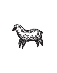 illustration of sheep