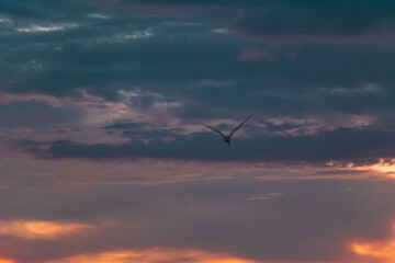 Lonely bird at sunset. Dark blue Clouds and water landscape background. Drama juicy red orange sky. Golden blue hour at the ocean romantic evening. Tropical island summer paradise. Wild tourism.