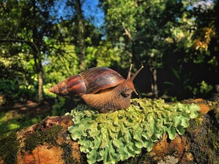 snail on a leaf