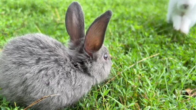 Little gray and white rabbits sit on green grass in the meadow and eat deliciously. 