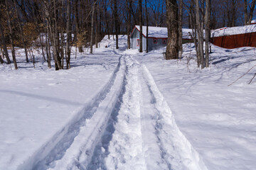 Fototapeta na wymiar Snowmobile Path in the Spring