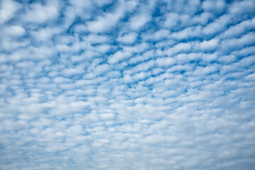 Cirrocumulus clouds in the blue sky. Textured natural background. Place for text. 