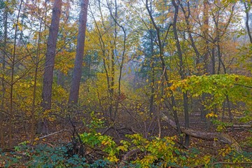 Impression from a colorful autumnal forest on a foggy day