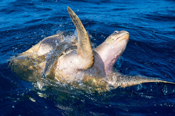 Olive ridley sea turtles or Lepidochelys olivacea performs mating ritual