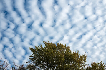 Tree with green leaves against the background of cirrocumulus clouds in the blue sky. Copy space. 