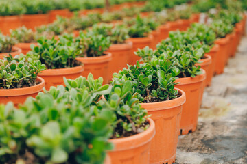 Fototapeta na wymiar Gardening shop, greenhouse cactus plant nursery for garden decoration. Business for sale and selection of shrubs, botanical trees