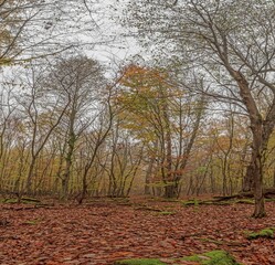 Impression from a colorful autumnal forest on a foggy day