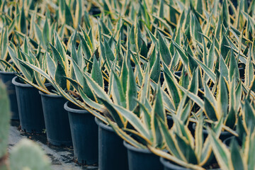 Agave cactus variety for tequila production in plant nursery, preparation for planting fields in Mexico
