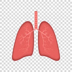 Realistic Lung anatomy. Lung icon. Respiratory system healthy lung flat medical organ. Isolated vector illustration.