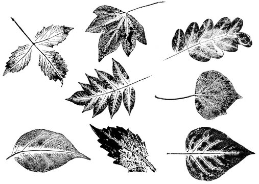 texture of foliage imprint on paper, leaf texture on a white background