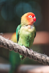 red and yellow parrot