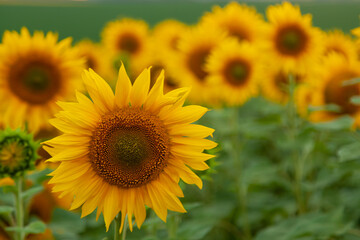 Naklejka premium sunflower in the field