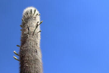 cactus in a desert landscape, northern argentina.