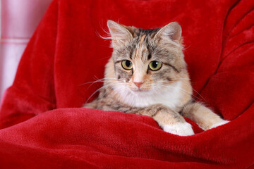 Kitten on a red background. Cat posing at camera. Kitten close up. Cat in human hands. Tabby. Concept of pet care. Childhood. 