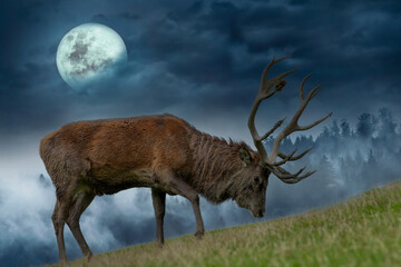 Rothirsch im Mondschein