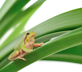 frog sitting on a leaf