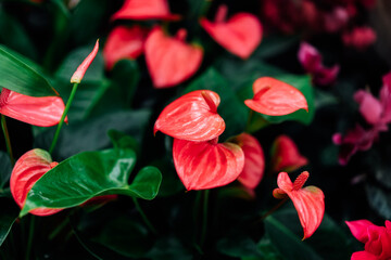 Red or pink Anthurium, the Flamingo Flower background. Evergreen plant with red waxy flowers. Anthurium blossom. Selective focus - obrazy, fototapety, plakaty