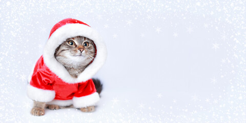 Cat in Santa costume. Christmas Cat card. Kitten on the white background. Concept of adorable little pets. Kitten Santa Claus. Merry Christmas. Happy New Year. Winter. Copy space. Place for text. 2023