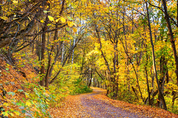 Autumn landscape - view of the curving road through the forest with yellow trees and fallen dry leaves