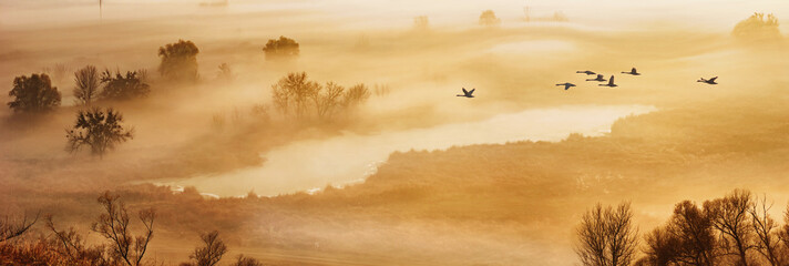 Autumn landscape - a flock of swans flies in the morning fog over the river valley, panorama, banner © rustamank