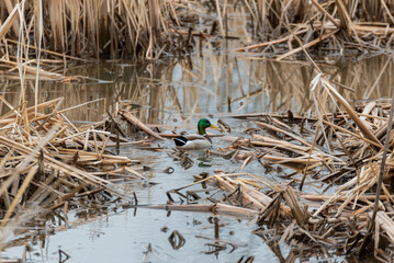 Drake Mallard In Marsh Reeds In Spring
