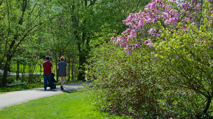 Family walking in the park in springtime with blooming magnolia