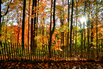 Obraz premium Sunlight through the autumn leaves colour with lens flare